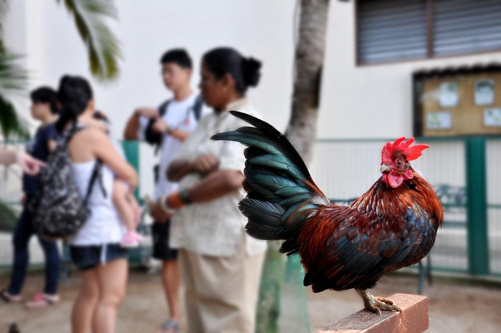 Hotel Avillion Port Dickson Exterior foto A rooster in the streets of San Juan, Puerto Rico