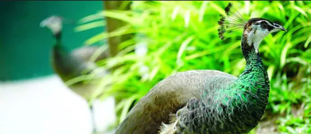Hotel Avillion Port Dickson Exterior foto The green-winged macaw's wing feathers are a distinctive green color.
